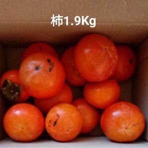 家庭用 柿