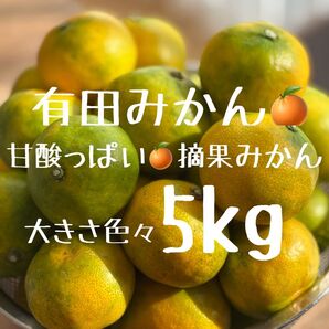 和歌山県産 有田みかん 箱込み5kg!甘酸っぱい摘果みかん 青みかん 農家直送 産地直送