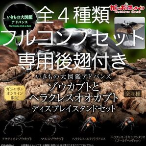 いきもの大図鑑アドバンス ゾウカブトとヘラクレスオオカブト ガシャポンオンライン版 専用後翅付 ディスプレイスタンドセット コンプ