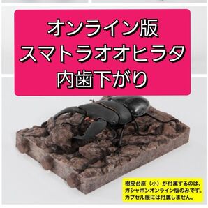 ガシャポンオンライン版 スマトラオオヒラタクワガタ 内歯下がり いきもの大図鑑 くわがた10 樹皮台座セット ガチャ ガシャポン