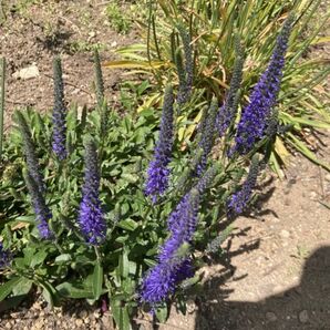 ベロニカ オックスフォードブルー株分け 小さな 苗 2株 宿根草 耐寒性おまけオンファロデス白の種