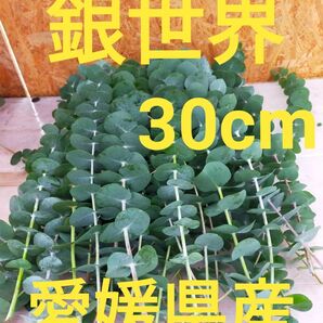 愛媛県産 銀世界30cm