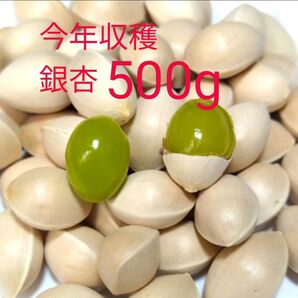サイズ無選別 今年採れたて銀杏! 500g+おまけ ぎんなん ギンナン