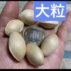 愛知県産 銀杏 自然農法 農薬使用無し 無漂白 銀杏