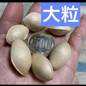 愛知県産 銀杏 自然農法 農薬使用無し 無漂白 銀杏 銀杏