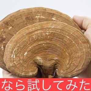 長白山赤霊芝(サルノコシカケ科、日本では恐ろしい価格。その価値があるのです)