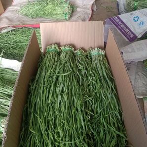 人気の山くらげ新入荷!マーラーマン、火鍋材料として人気爆発。100gあたりたったの18カロリー 残留農薬検査合格証表示。