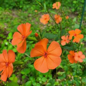 ふしぐろせんのう 節黒仙翁 種 約700粒