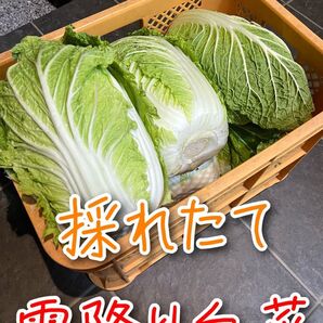 群馬県産採れたて霜降り白菜5〜6本 120サイズ
