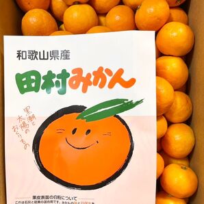 とっておき 和歌山田村の「ゆら早生みかん」2sサイズ5000g