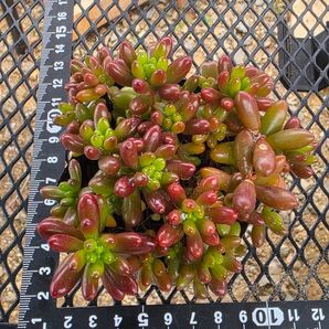 虹の玉 多肉植物 1ポット分抜き苗 ネコポス発送