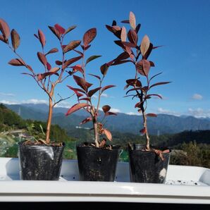 ブルーベリー苗木 30cm〜40cm 5鉢