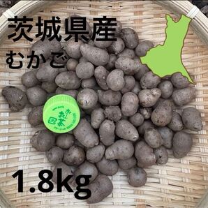 茨城県産 むかご 1.8kg