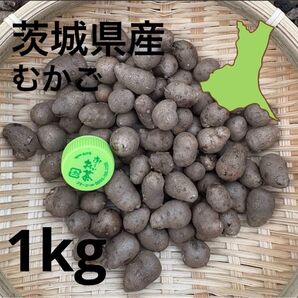 茨城県産 むかご 1kg M~Lサイズ