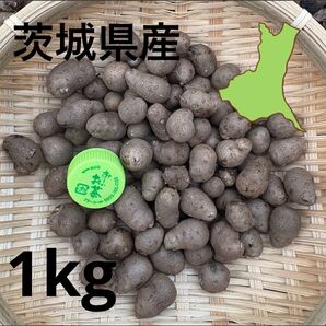茨城県産 むかご 1kg M~Lサイズ