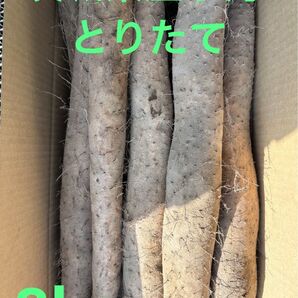 茨城県産 長芋 とりたて 8kg