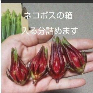 沖縄県産 ローゼル