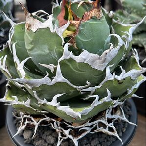 【極上選抜株】発根済み!大きめ白鯨子株②裏刺 ぶつぶつ アガベ 極上子株