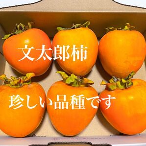 長野県産 甘柿 6個 希少 レア