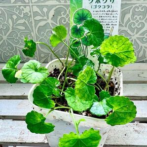 ツボクサの苗1株分小苗含め5本前後