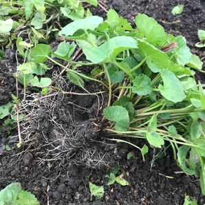 ツボクサの苗1株分小苗含め5本前後