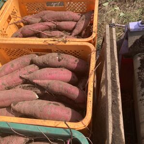 干し芋用のさつまいも べにはるか 約20kg 程度です規格外 土つき ひたちなか産 わけあり品 2025年11月収穫 農家直送
