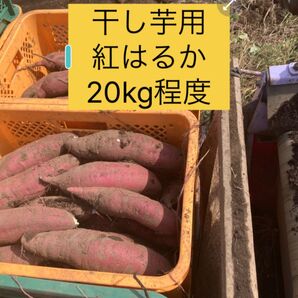 干し芋用のさつまいも べにはるか 約20kg 位程度規格外 土つき ひたちなか産 わけあり品 2025年11月収穫 農家直送