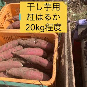 干し芋用のさつまいも べにはるか 約20kg 程度です規格外 土つき ひたちなか産 わけあり品 2025年11月収穫 農家直送