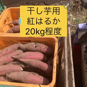 干し芋用のさつまいも約15から20kg程度規格外ひたちなか産わけあり品 2025年11月収穫