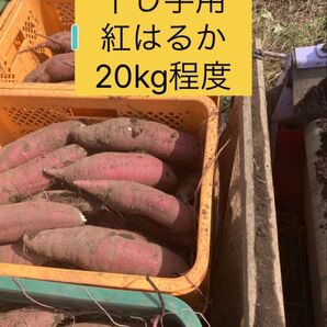 干し芋用のさつまいも べにはるか 約15から20kg 位です規格外 土つき
