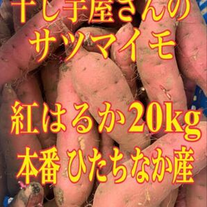 干し芋用のさつまいも べにはるか 20kg 位です規格外 土つき ひたちなか産 わけあり品 2025年11月収穫 農家直送
