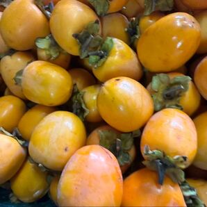 m119山梨県産 エボ柿 干し柿 つるし柿 渋柿 箱込み5キロ