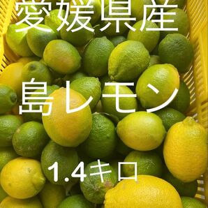 愛媛県産 レモン 1.4