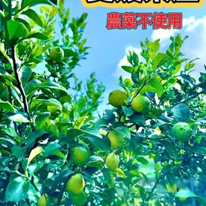 愛媛県産 レモン 10kg