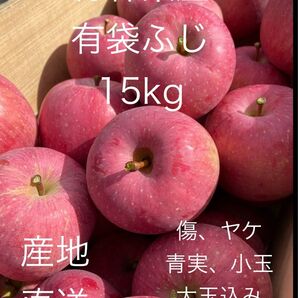 大特価セール 生食可 数量限定 青森県産 有袋ふじ 15kg