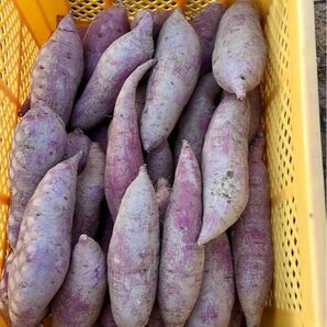 紅はるか 新芋 福岡県産土付 生芋5キロ2500円サイズS.M.L混合です。完全無農薬栽培