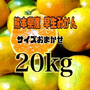 熊本県産 早生みかん サイズおまかせ (箱込20kg)