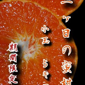 【小玉みかん】三ヶ日早生みかん ご家庭用5kg 【農家直送】