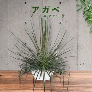 アガベ★ゲミニフローラ ジェミニフローラ 大株★ドライガーデン 多肉植物