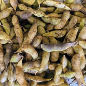 終了間近 最高級 丹波篠山産 除草剤化学肥料不使用 黒豆 枝豆 800g 黒枝豆 丹波黒豆枝豆 丹波黒大豆