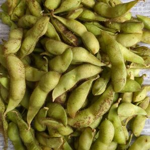 終了間近 最高級 丹波篠山産 除草剤化学肥料不使用 黒豆 枝豆 800g 黒枝豆 丹波黒豆枝豆 丹波黒大豆