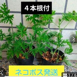 センテッドゼラニューム 蚊連草(カレンソウ)根付き苗4本