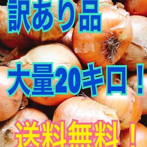 北海道産玉ねぎ規格外小さめ大量20キロ送料込!