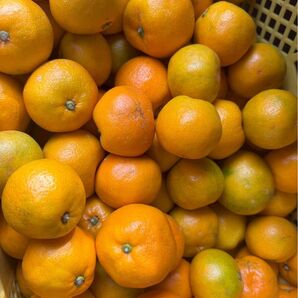【和歌山県産 低農薬早生みかん】約8.0kg サイズ混合 ご家庭用 送料込み 2,850円