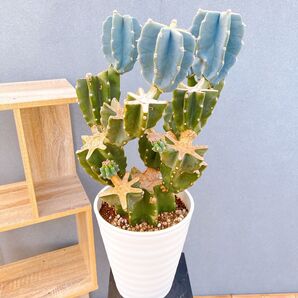 現品 サボテン 柱サボテン ブランチ 柱サボテンブランチ 鬼面角 35番 特大 ドライガーデン 観葉植物 インテリアグリーン 室内