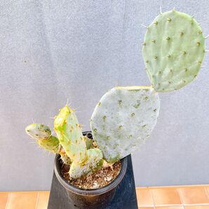 現品 サボテン ウチワサボテン 団扇サボテン 大丸盆 ブランチ ドライガーデン インテリアグリーン 希少 卓上 観葉植物