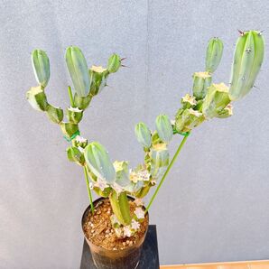 現品 サボテン リュウジンボク ブランチ 8番 サボテンブランチ 珍しい ドライガーデン 観葉植物