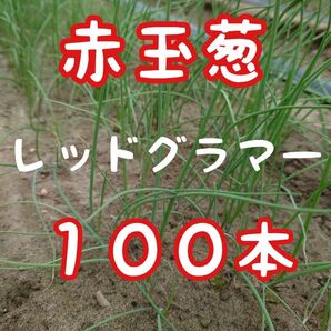 玉ねぎ苗【早生品種、赤玉ねぎ、レッドグラマー100本【野菜苗】【玉葱苗】