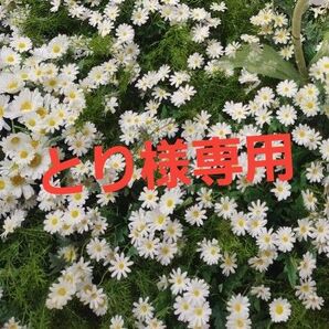 リセットクリア