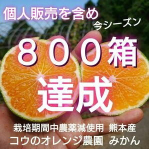 熊本産 早生みかん 味恋みかん